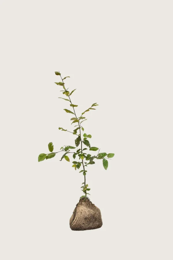 Avnbøg 80cm Outlet | Plantinavia
