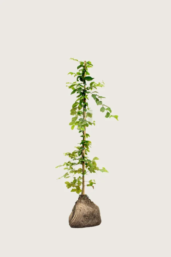 Avnbøg 100cm Vel forgrenet | Plantinavia
