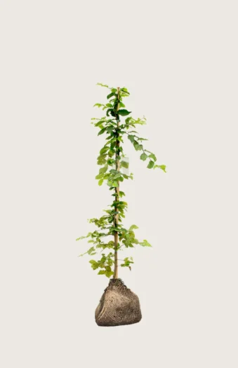 Avnbøg 80cm Vel forgrenet | Plantinavia
