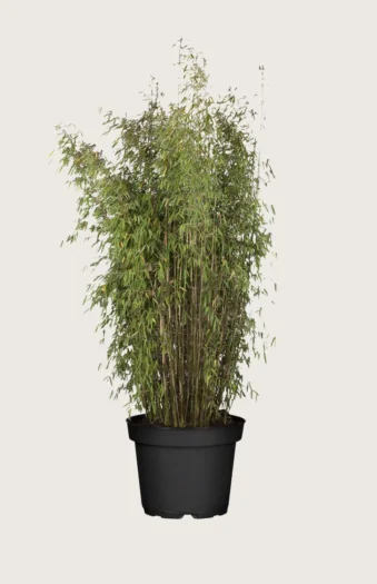 Bambus Jiuzhaigou 200cm Vel forgrenet | Plantinavia