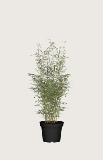 Bambus Robusta 100cm Forgrenet | Plantinavia