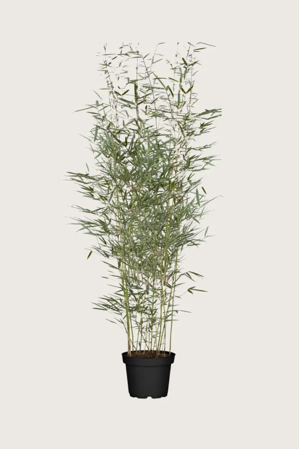 Bambus Robusta 125cm Forgrenet | Plantinavia