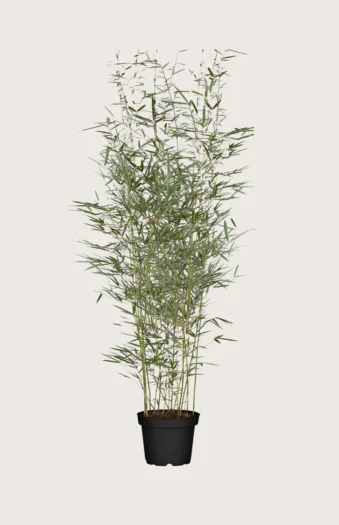 Bambus Robusta 150cm Forgrenet | Plantinavia