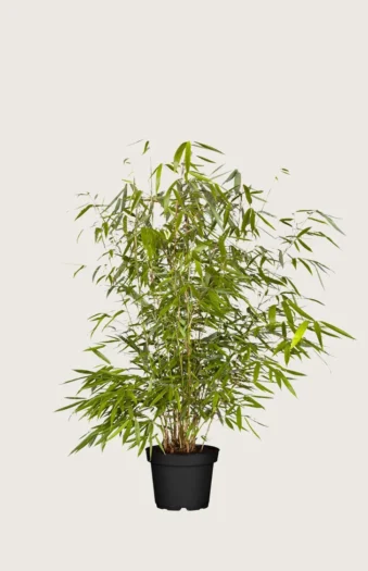 Bambus Robusta 100cm Vel forgrenet | Plantinavia
