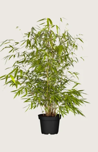 Bambus Robusta 125cm Vel forgrenet | Plantinavia