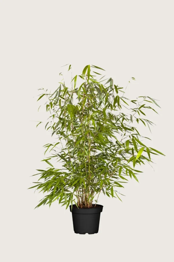 Bambus Robusta 80cm Vel forgrenet | Plantinavia