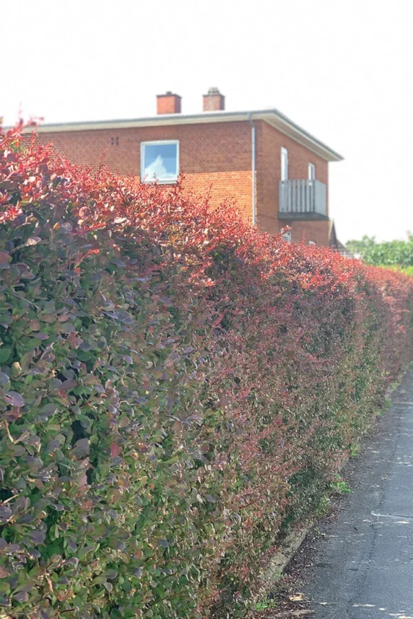Rød berberis