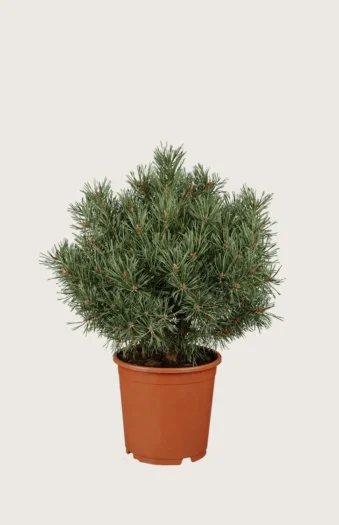 Bjergfyr 60cm Vel forgrenet | Plantinavia
