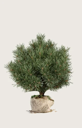 Bjergfyr 40cm Vel forgrenet | Plantinavia