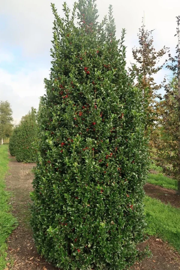 Blå Kristtorn Blue Maid 150cm Vel forgrenet | Plantinavia