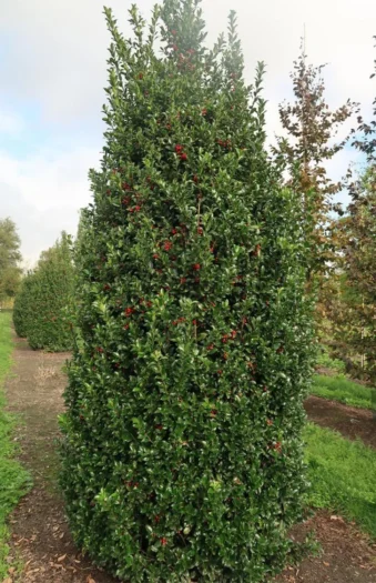 Blå Kristtorn Blue Maid 225cm Vel forgrenet | Plantinavia