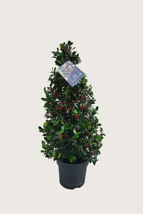 Blå Kristtorn Blue Maid 125cm Forgrenet | Plantinavia