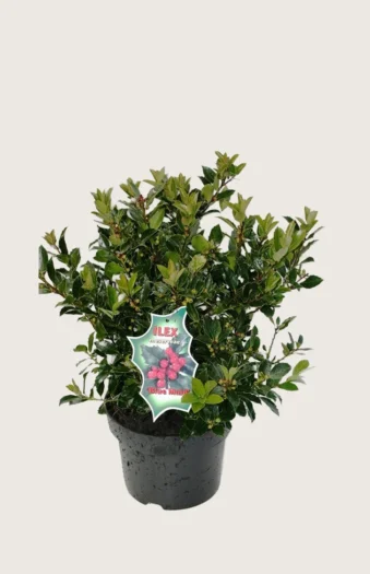 Blå Kristtorn Blue Maid 40cm Forgrenet | Plantinavia