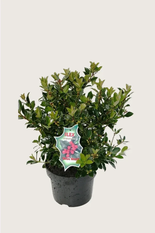 Blå Kristtorn Blue Maid 40cm Forgrenet | Plantinavia