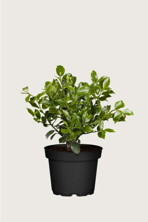 Blå Kristtorn Blue Maid 100cm Vel forgrenet | Plantinavia