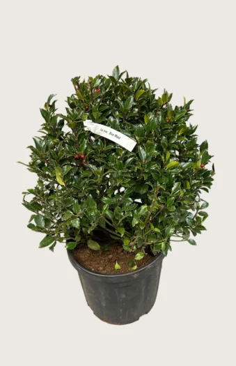 Blå Kristtorn Blue Maid 200cm Vel forgrenet | Plantinavia