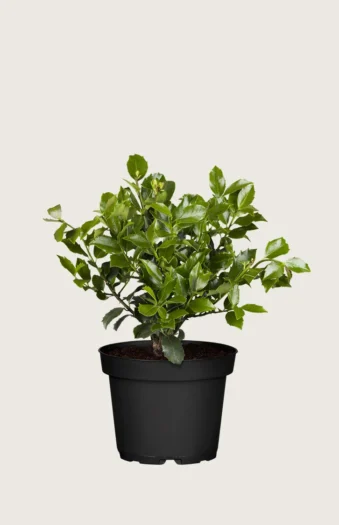 Blå Kristtorn Blue Maid 80cm Vel forgrenet | Plantinavia