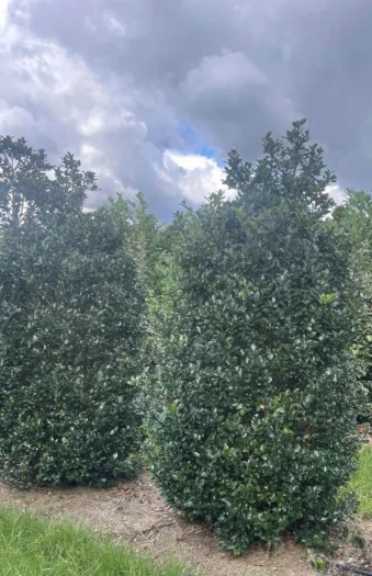 Blå Kristtorn Blue Prince 125cm Vel forgrenet | Plantinavia