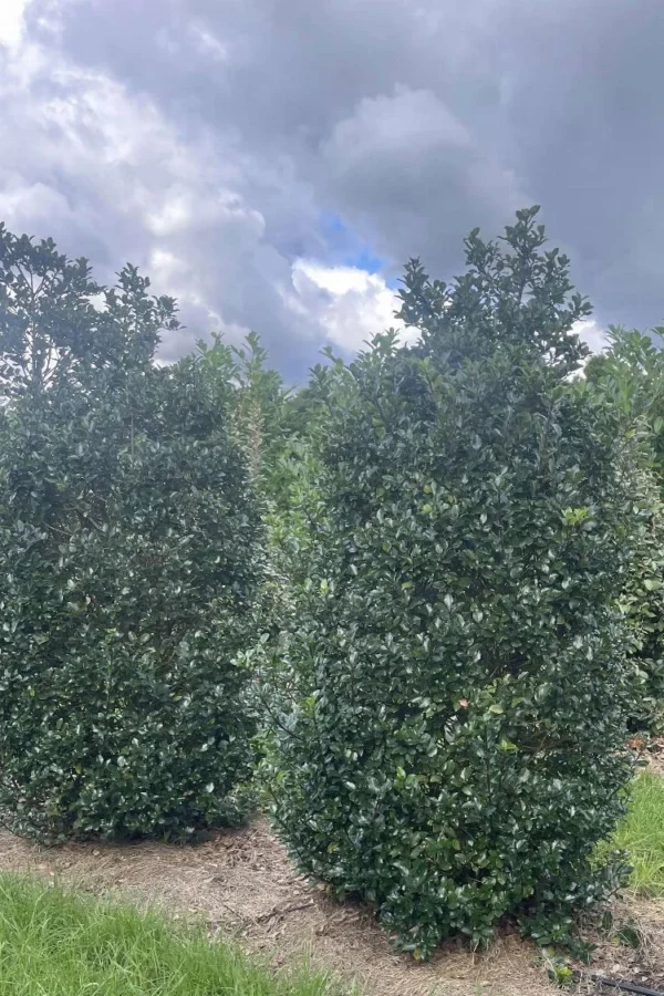 Blå Kristtorn Blue Prince 225cm Vel forgrenet | Plantinavia