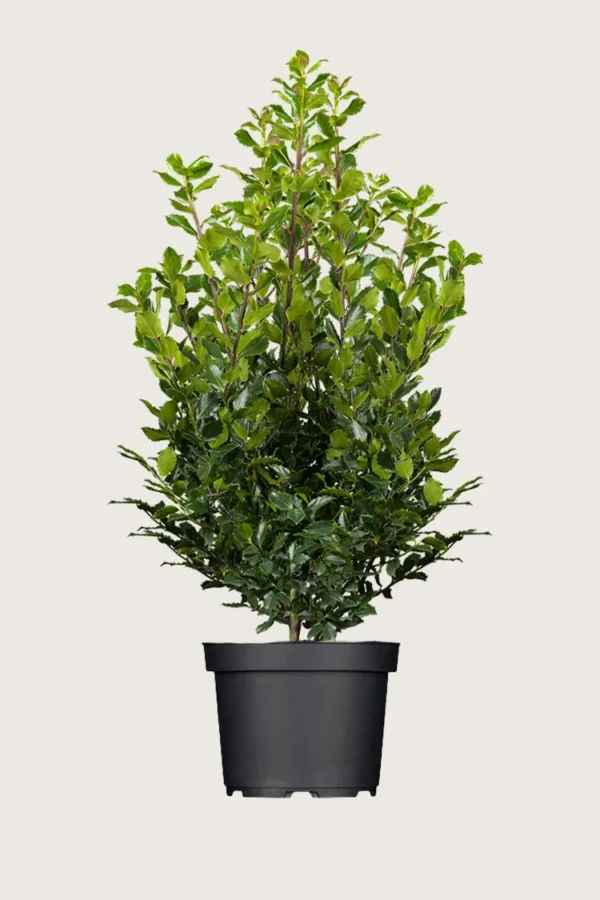 Blå Kristtorn Blue Prince 250cm Vel forgrenet | Plantinavia