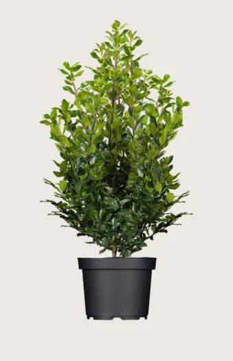 Blå Kristtorn Blue Prince 300cm Vel forgrenet | Plantinavia