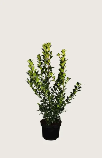 Blå Kristtorn Blue Prince 80cm Vel forgrenet | Plantinavia