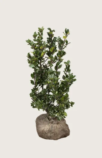 Blå Kristtorn Blue Prince 150cm Forgrenet | Plantinavia