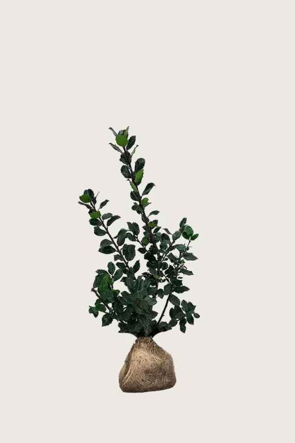 Blå Kristtorn Blue Prince 40cm Outlet | Plantinavia