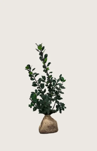 Blå Kristtorn Blue Prince 60cm Outlet | Plantinavia