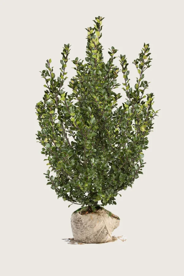 Blå Kristtorn Blue Prince 200cm Vel forgrenet | Plantinavia