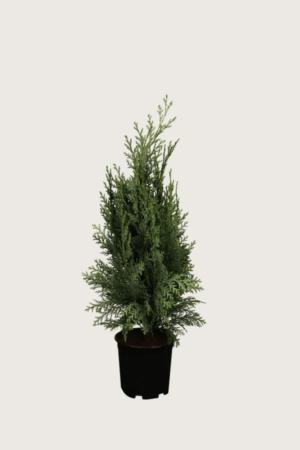 Blå ædelcypres 60cm Forgrenet | Plantinavia