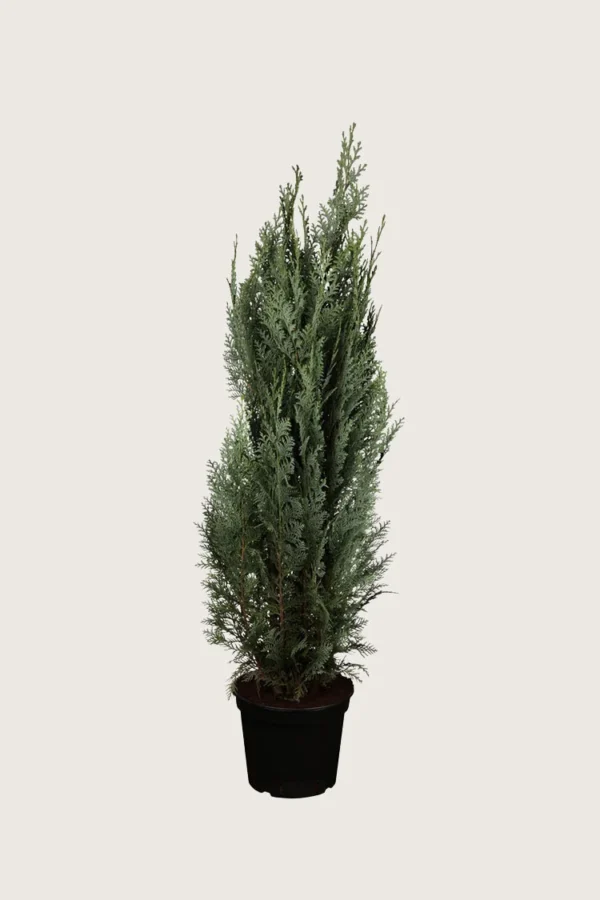 Blå ædelcypres 150cm Outlet | Plantinavia