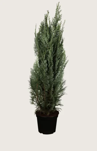 Blå ædelcypres 225cm Outlet | Plantinavia