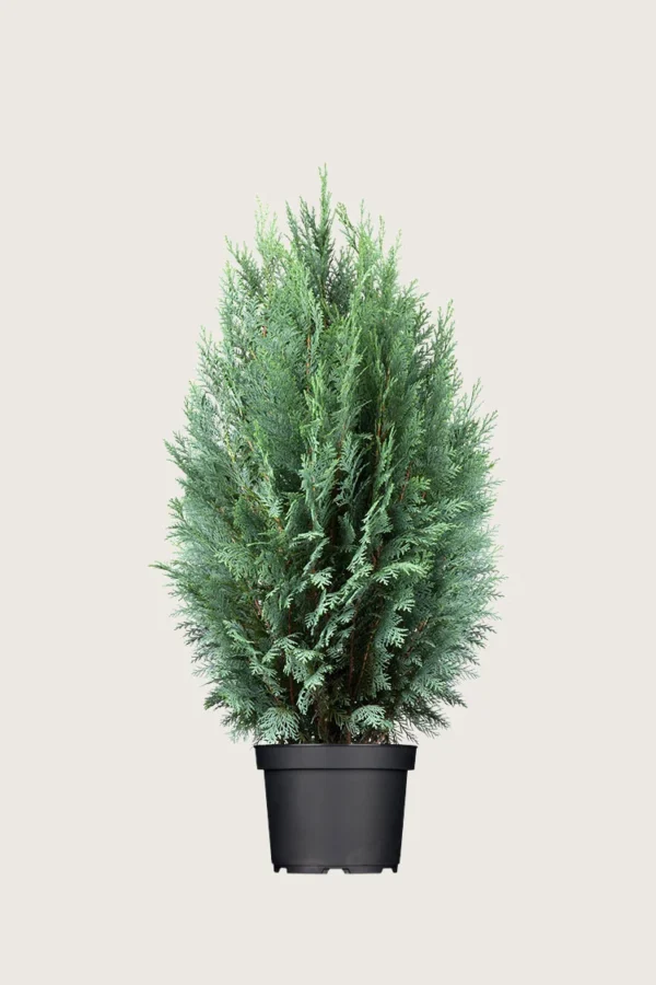 Blå ædelcypres 125cm Vel forgrenet | Plantinavia