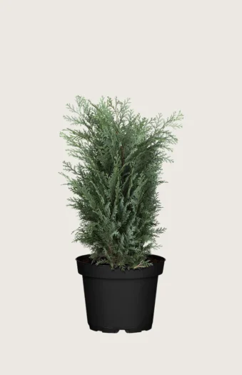 Blå ædelcypres 80cm Vel forgrenet | Plantinavia