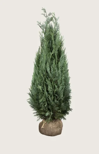 Blå ædelcypres 300cm Forgrenet | Plantinavia