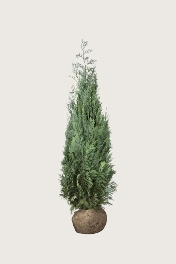 Blå ædelcypres 150cm Outlet | Plantinavia