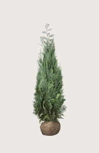 Blå ædelcypres 175cm Outlet | Plantinavia