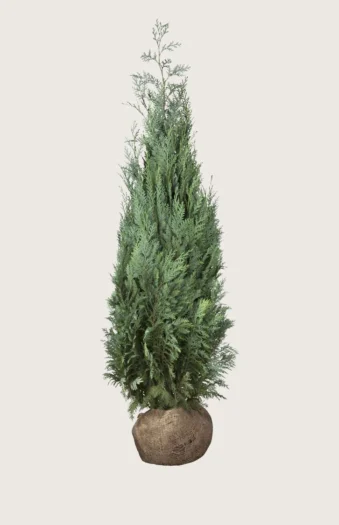 Blå ædelcypres 225cm Outlet | Plantinavia