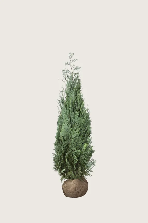 Blå ædelcypres 40cm Outlet | Plantinavia