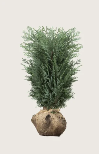 Blå ædelcypres 100cm Vel forgrenet | Plantinavia