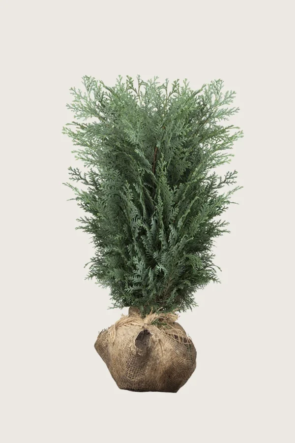 Blå ædelcypres 150cm Vel forgrenet | Plantinavia