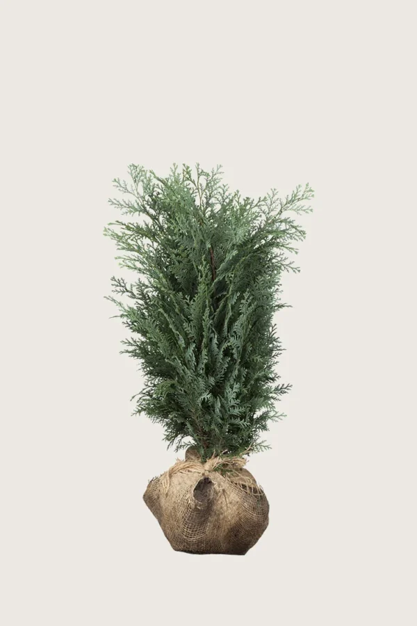 Blå ædelcypres 40cm Vel forgrenet | Plantinavia