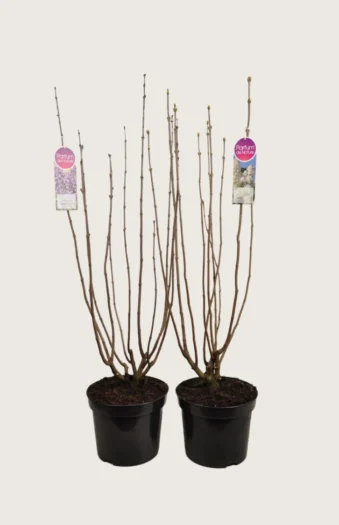 Blandet Syren 125cm Forgrenet | Plantinavia