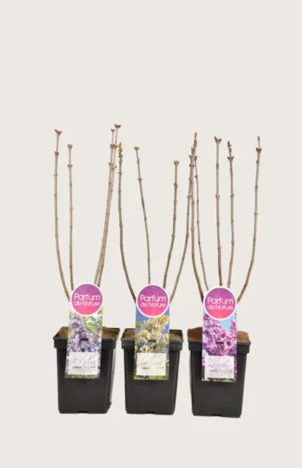 Blandet Syren 80cm Forgrenet | Plantinavia