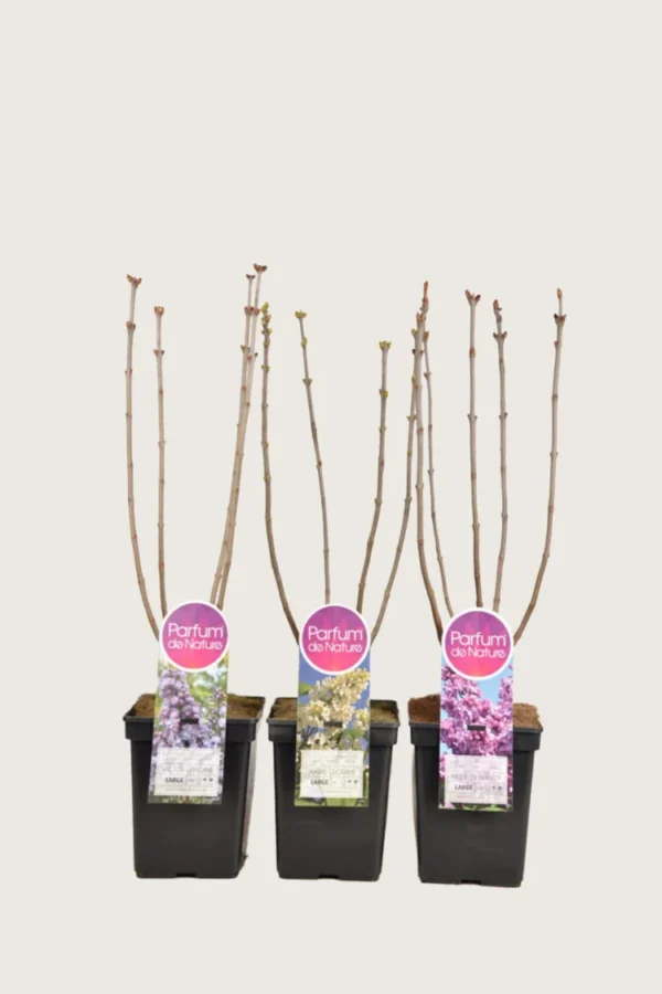 Blandet Syren 80cm Forgrenet | Plantinavia