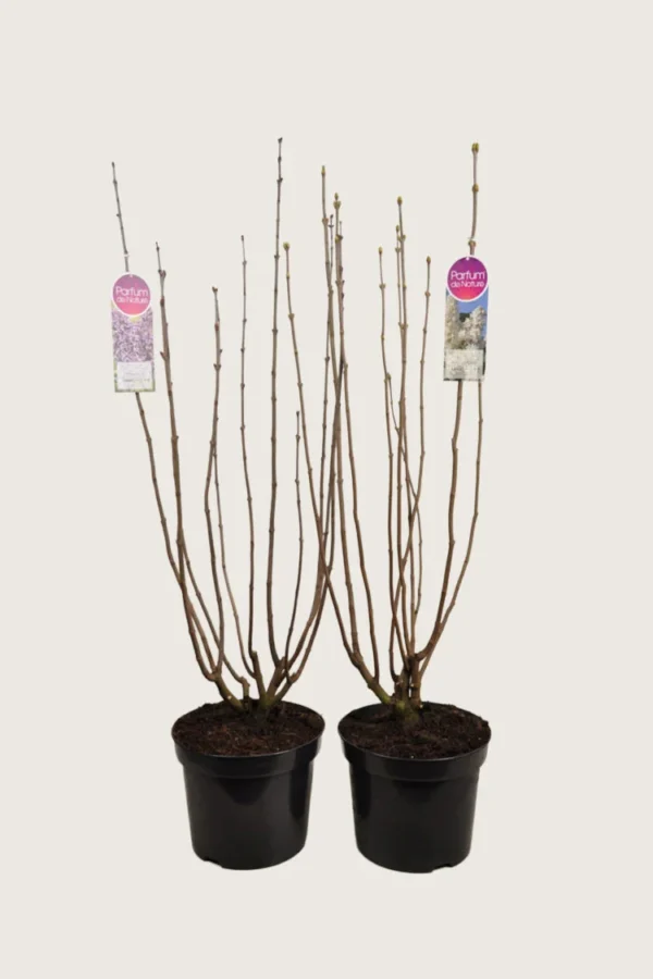 Blandet Syren 150cm Vel forgrenet | Plantinavia