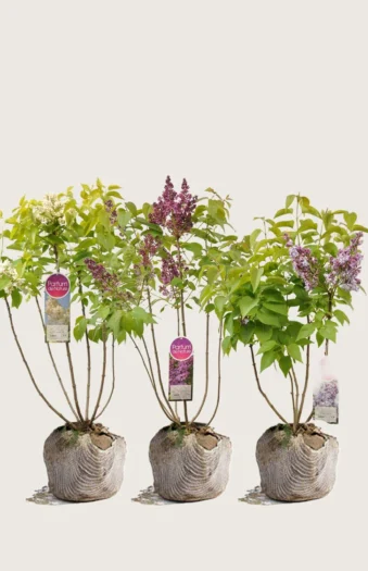 Blandet Syren 100cm Vel forgrenet | Plantinavia