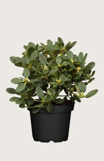 Blandet rhododendron 80cm Forgrenet | Plantinavia