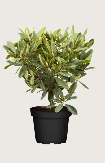 Blandet rhododendron 100cm Vel forgrenet | Plantinavia